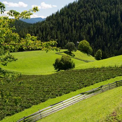 Natur und Kultur am Deutschnonsberg in Meran und Umgebung