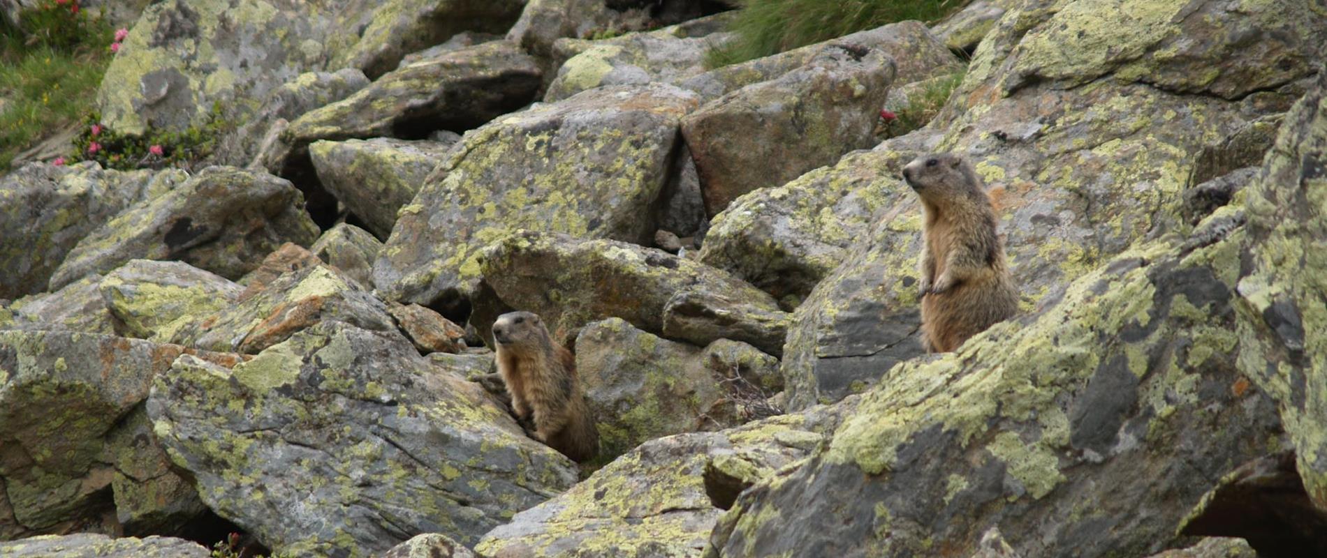 La fauna nel Parco naturale Gruppo di Tessa