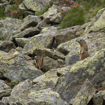 La fauna nel Parco naturale Gruppo di Tessa