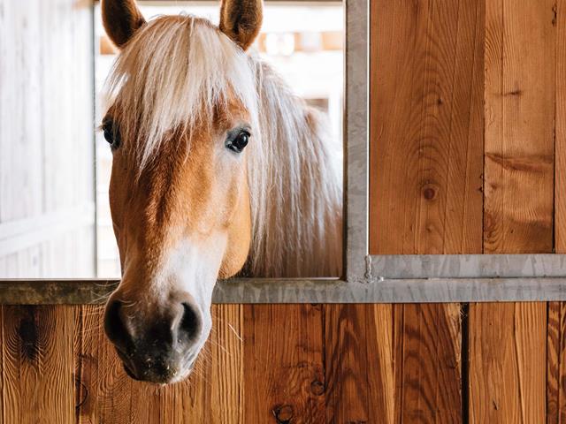 -tv-hafling-voeran-meran-2000-benjamin-pfitscher-2023-sommer-reiten-3