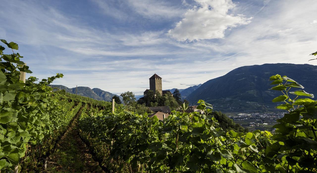 Kultur-Schloss-Tirol-Weinberge-Dorf-Tirol-fa