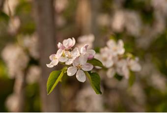 Spring in Naturns & Plaus