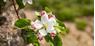 Greencard Naturns & Plaus