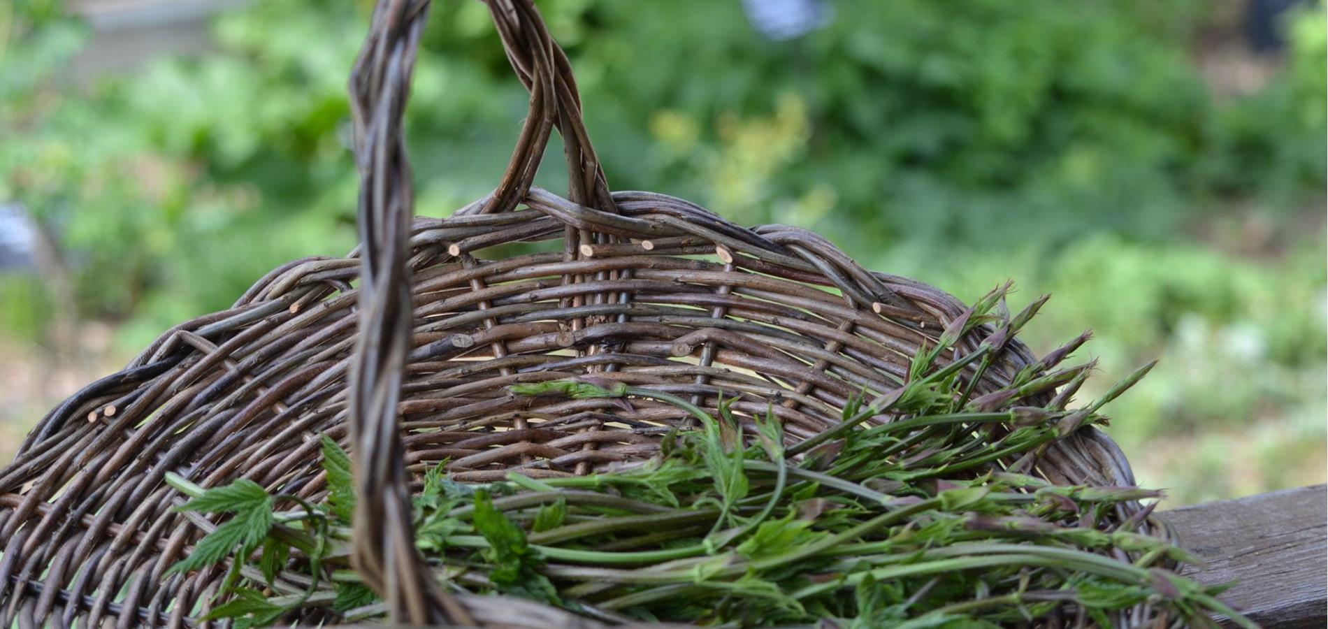 Germogli di luppolo - Humulus Lupulus