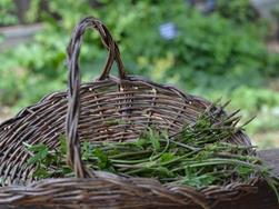 Germogli di luppolo - Humulus Lupulus