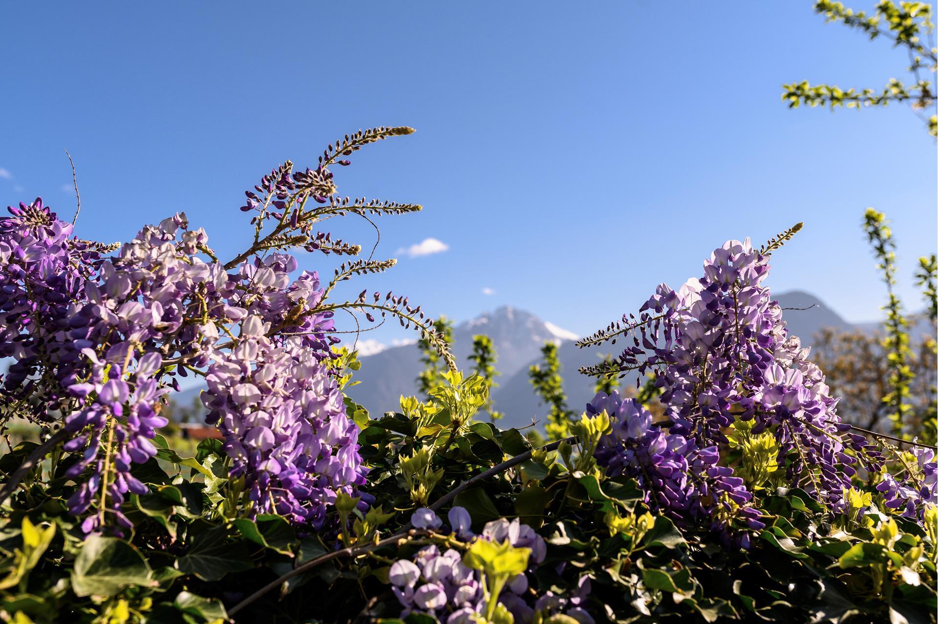 greatthings-fruehling-patrick-schwienbacher