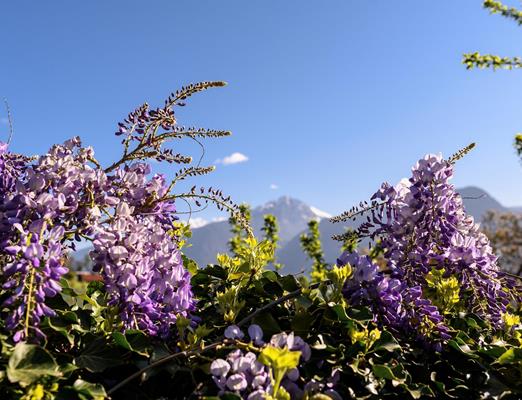 greatthings-fruehling-patrick-schwienbacher
