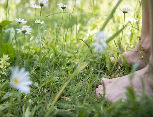 Natur-Wald-Wiese-Meraner-Land-af