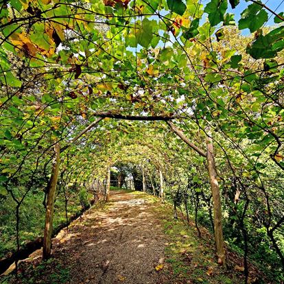 Vino e piaceri del palato a Nalles