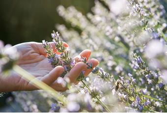 Erbe selvatiche, piante medicinali & benessere