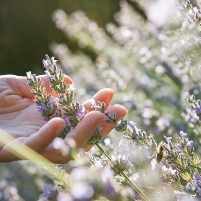 Wild Herbs, Healing Plants & Wellbeing