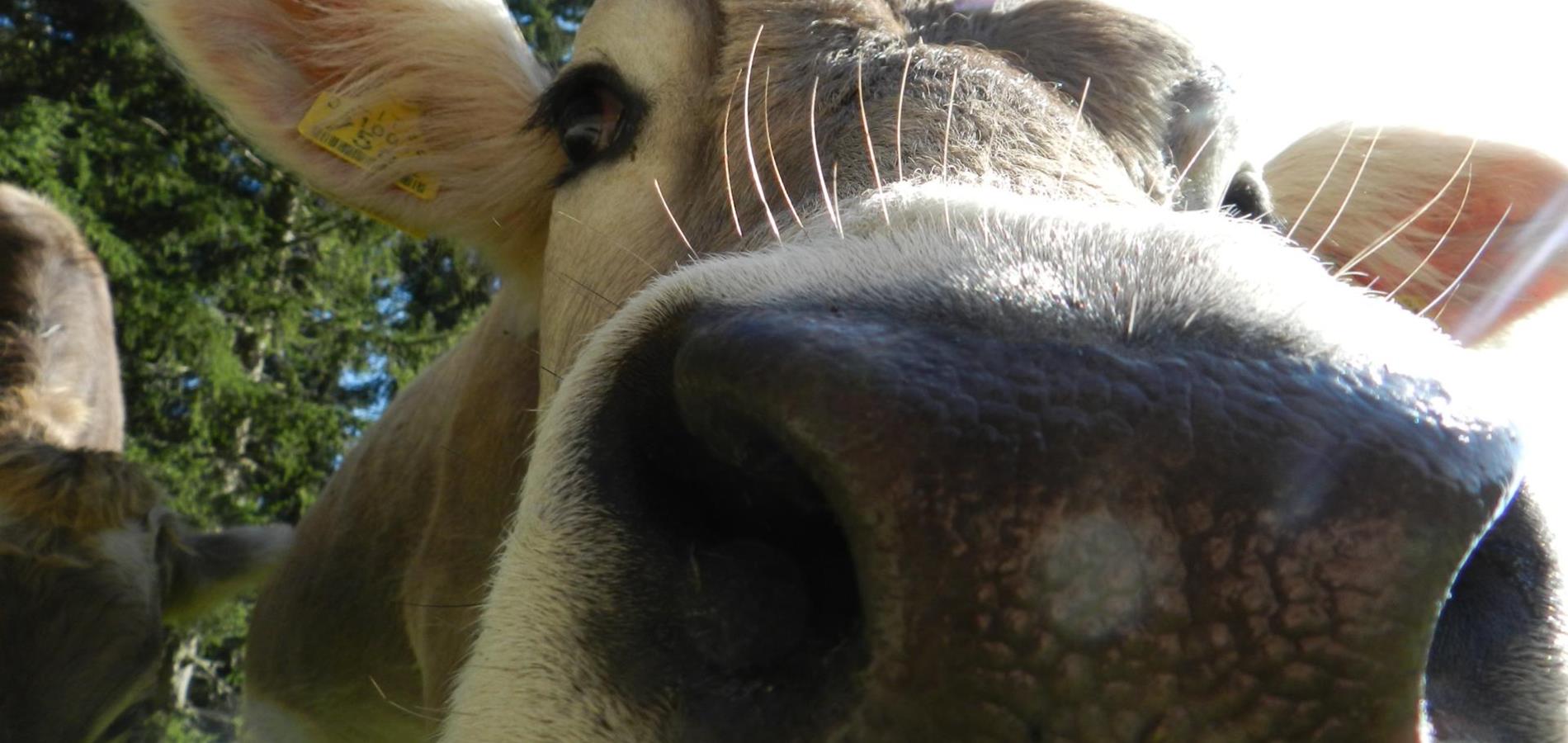 Eine Kuh macht muh - viele Kühe machen... unsere leckere Milch!