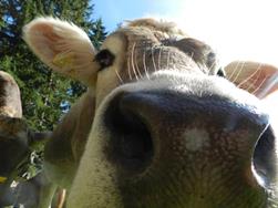 Eine Kuh macht muh - viele Kühe machen... unsere leckere Milch!