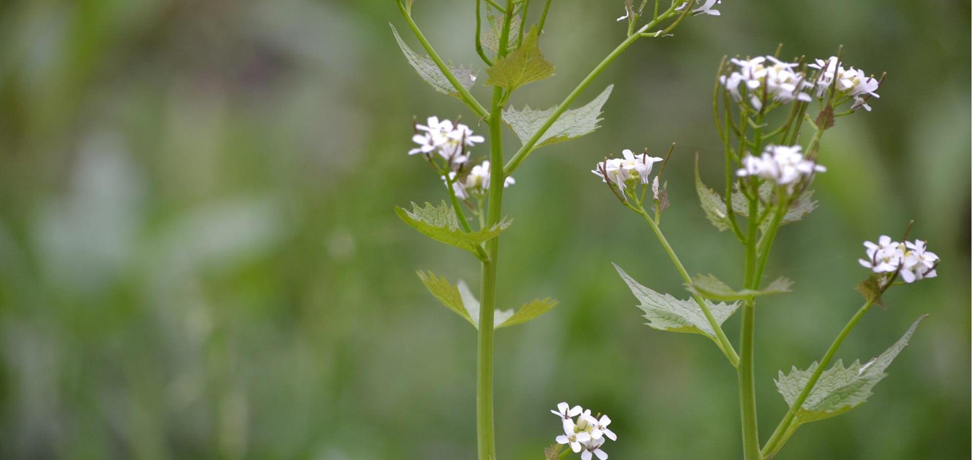 Knoblauchsrauke - Alliaria Petiolata