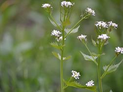 Knoblauchsrauke - Alliaria Petiolata