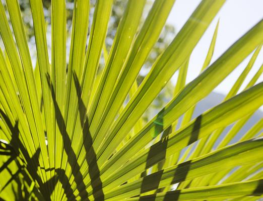 Story-Meran4Tage-Palmen-Meran-SK