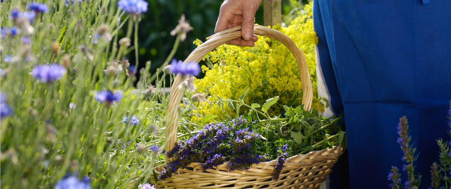 Wild herb days in Lana and surroundings