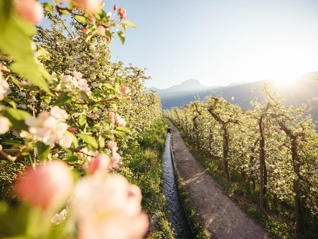 The Waalweg Trail of Marling