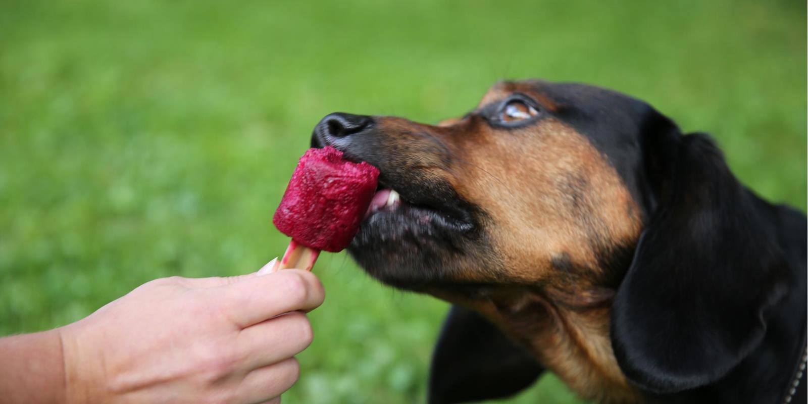 Homemade ice lollies deals for dogs