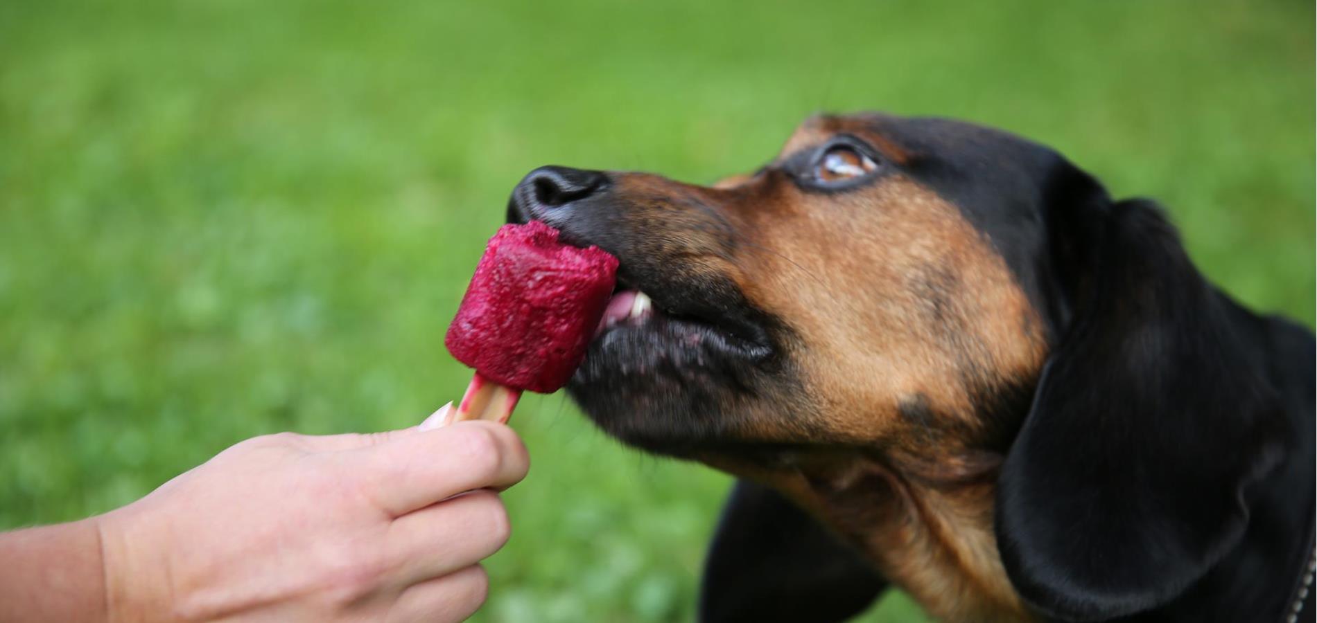 Hunde Eis