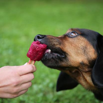 South Tyrol with you four-legged friends