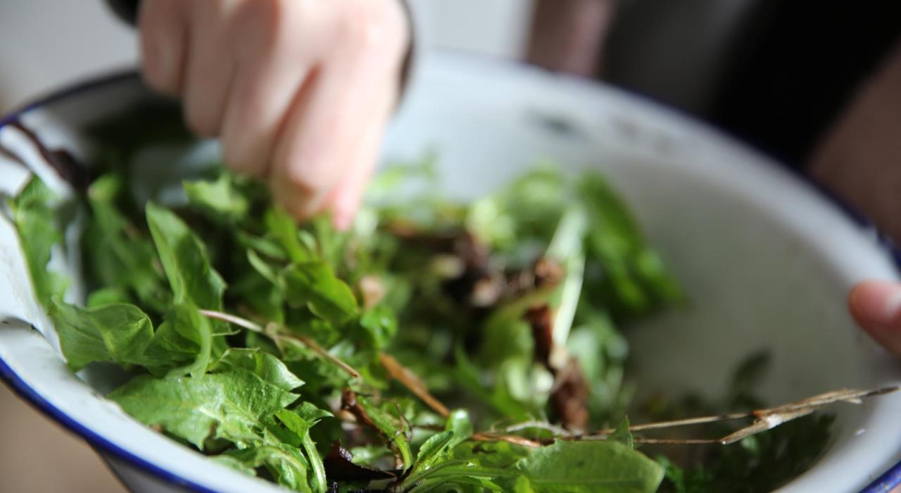 zigori-salat-zigoristechen-loewenzahn-rezepte-zigorisalat-kt-2021-56
