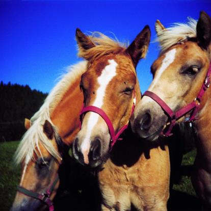 Horse Riding in Lana and Environs