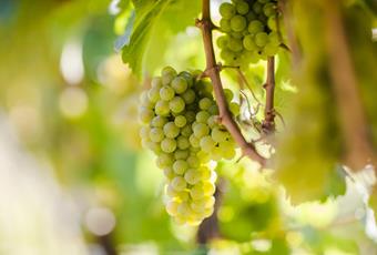 Weinanbau in Naturns