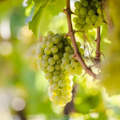 Riesling Alto Adige - varietà di vino bianco in primo piano - Giornate del Riesling a Naturno