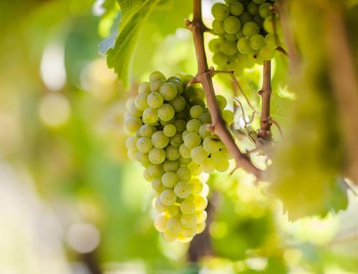 riesling-herbstgenuesse-eos-fa