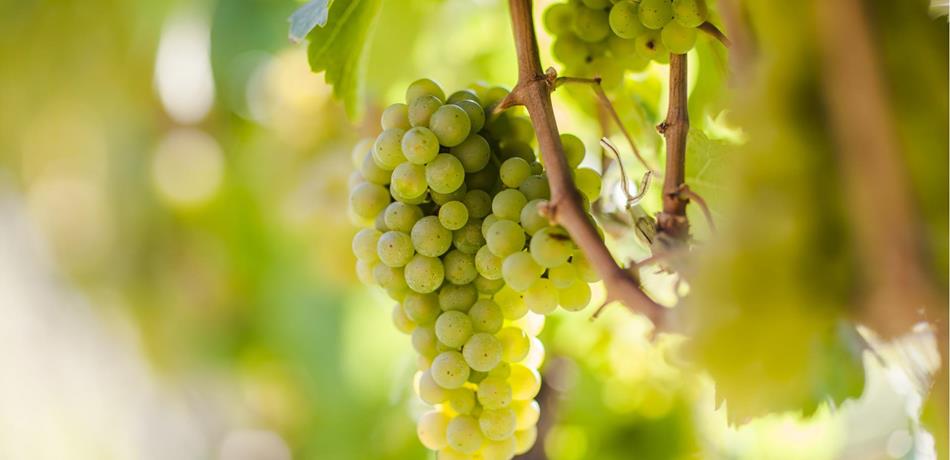 Riesling Südtirol - Weißweinsorte Nahaufnahme - Rieslingtage in Naturns