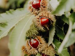 Chestnut spread