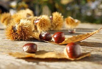 Keschtnriggl Chestnut Festival