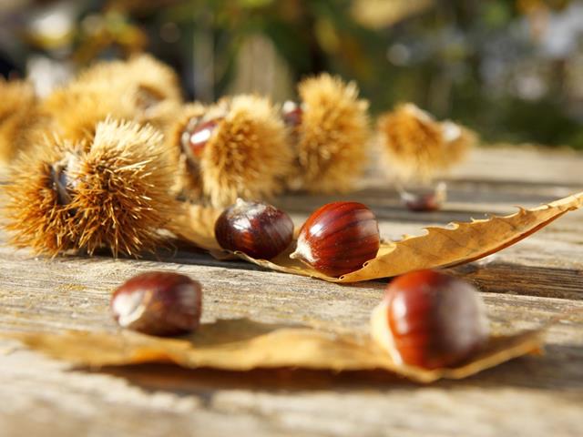 Le giornate delle castagne Keschtnriggl