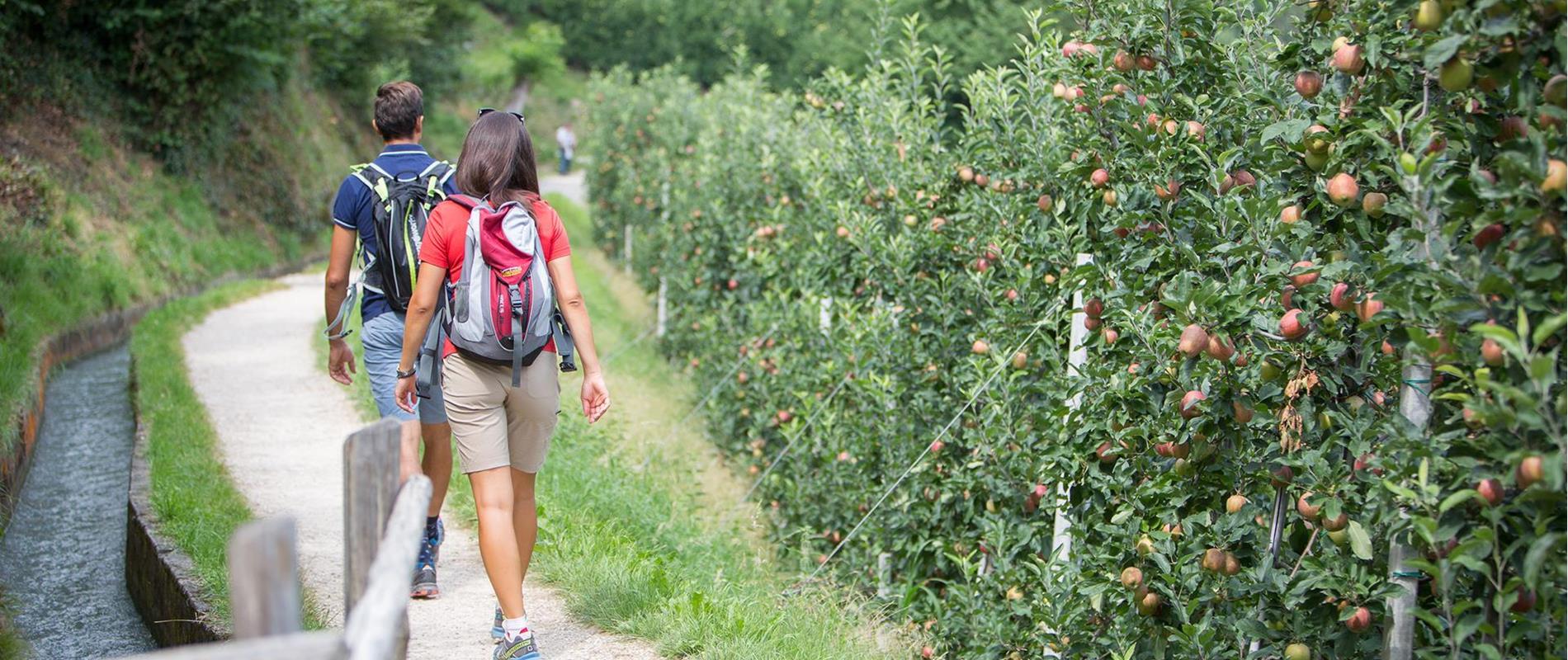 The Waalweg Trail