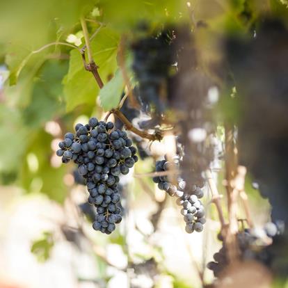 Growing Regions and Grape Varieties