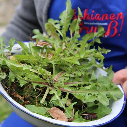 The Custom of “Zigoristechn” - Pulling Up Dandelions in South Tyrol