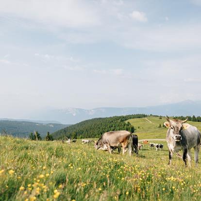 Geschichten aus Hafling, Vöran und Meran 2000