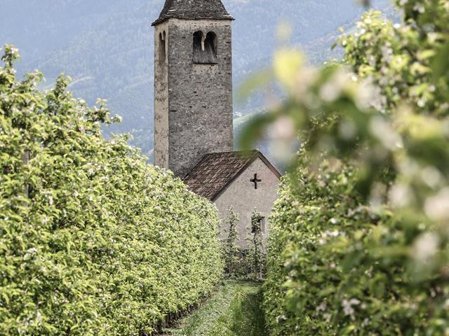 prokuluskirche-apfelbluete-wiese-tg-naturns-ewelina-herzog-mountain-kid-com-89