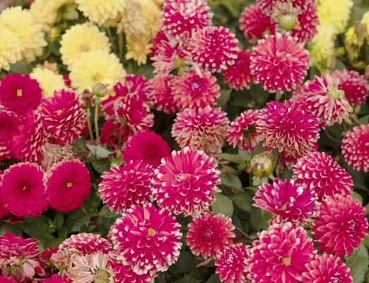 Story-KurstadtMeran-Blumen-Meran-SK