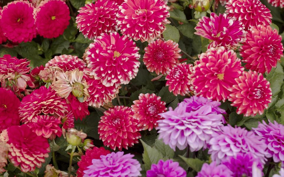 Story-KurstadtMeran-Blumen-Meran-SK