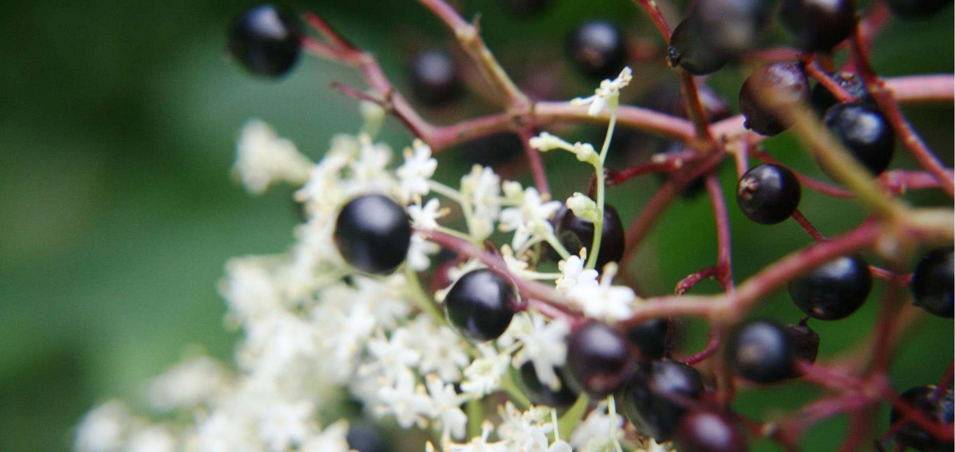 Elderberry syrup (Holermulli)