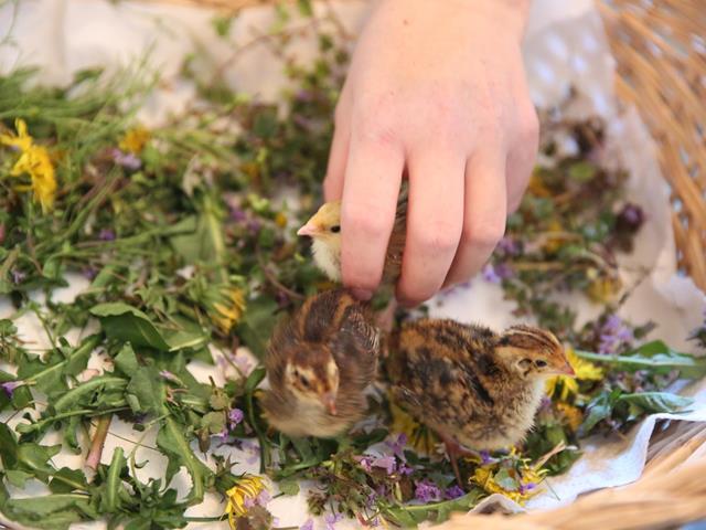 pieselen-kueken-hennen-huehner-hahn-ab-hof-verkauf-ostern-fruehling-bauernhof-ansitz-mairhof-karin-thaler-339