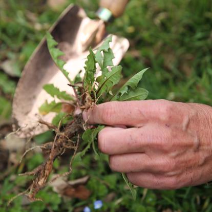 The Custom of “Zigoristechn” - Pulling Up Dandelions in South Tyrol