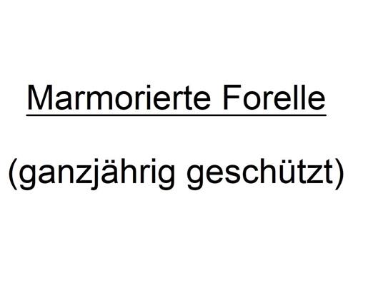 marmorierte-forelle-text