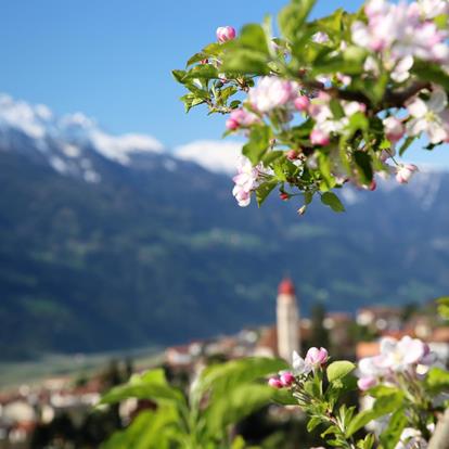 Meraner Frühling in Partschins