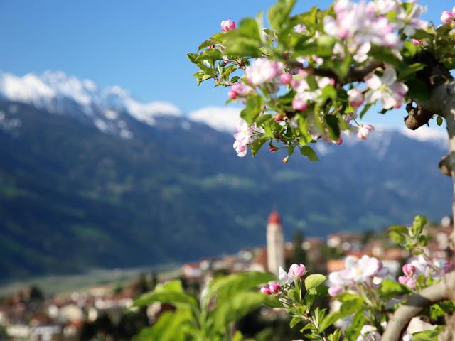 fruehling-apfelbluete-wiesen-schnee-kirchturm-dorf-partschins-bluetenbilder-2019-karin-thaler-63