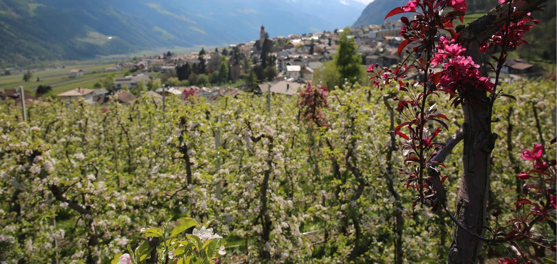 Be(e) friendly: Tipps für Ihren Bienengarten