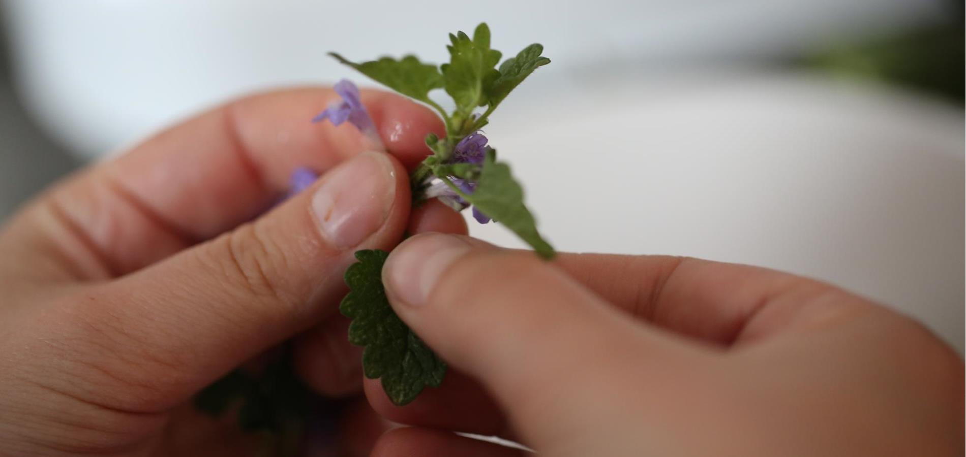 Chocolate-covered ground ivy in dark chocolate cream