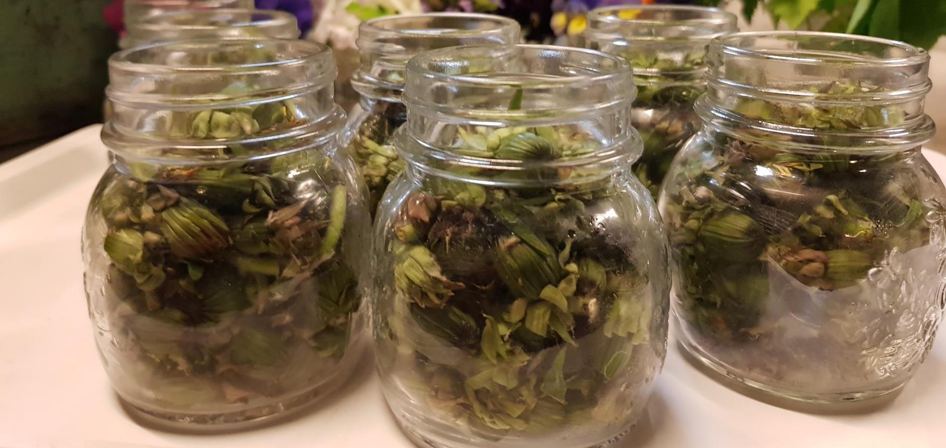 Pickled dandelion capers